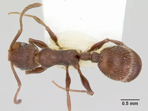 Temnothorax hispidus specimen CASENT0172594 image casent0172594_1