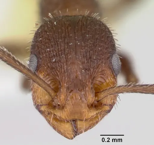 Temnothorax hispidus specimen CASENT0172594 image casent0172594_2