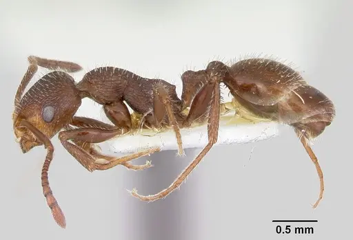 Temnothorax hispidus specimen CASENT0172594 image casent0172594_3