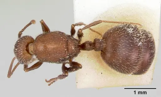 Temnothorax hispidus specimen CASENT0172595 image casent0172595_1