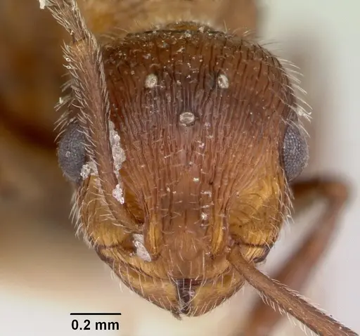 Temnothorax hispidus specimen CASENT0172595 image casent0172595_2