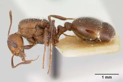 Temnothorax hispidus specimen CASENT0172595 image casent0172595_3