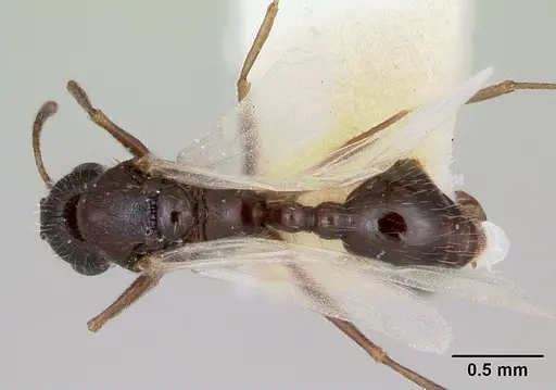 Temnothorax hispidus specimen CASENT0172596 image casent0172596_1