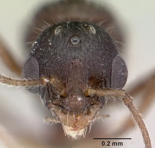 Temnothorax hispidus specimen CASENT0172596 image casent0172596_2