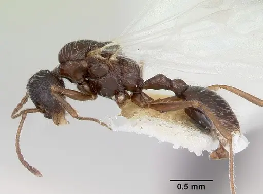 Temnothorax hispidus specimen CASENT0172596 image casent0172596_3