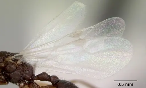 Temnothorax hispidus specimen CASENT0172596 image casent0172596_4