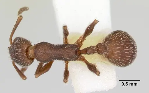 Temnothorax hispidus specimen CASENT0172597 image casent0172597_1