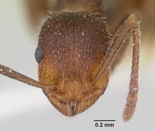 Temnothorax hispidus specimen CASENT0172597 image casent0172597_2
