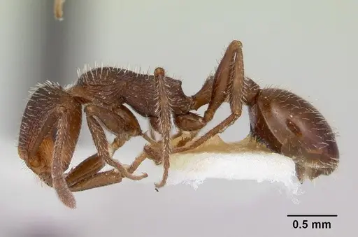 Temnothorax hispidus specimen CASENT0172597 image casent0172597_3