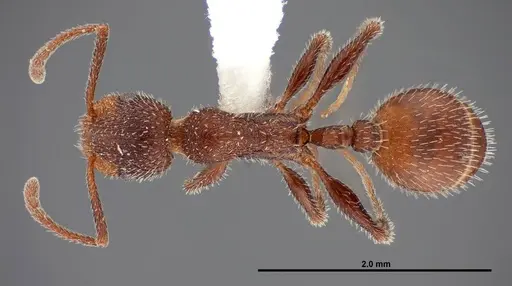 Temnothorax hispidus specimen FMNHINS0000062737 image fmnhins0000062737_1
