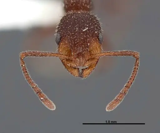 Temnothorax hispidus specimen FMNHINS0000062737 image fmnhins0000062737_2
