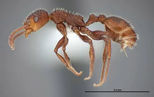 Temnothorax hispidus specimen FMNHINS0000062737 image fmnhins0000062737_3