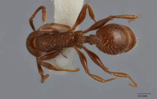 Temnothorax hispidus specimen UTEPENTO60005 image utepento60005_1