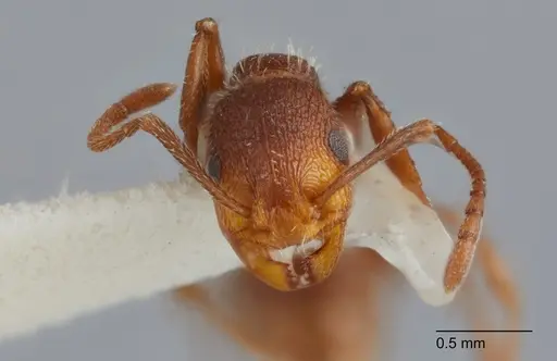 Temnothorax hispidus specimen UTEPENTO60005 image utepento60005_2