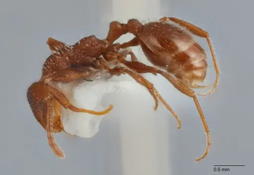 Temnothorax hispidus specimen UTEPENTO60005 image utepento60005_3