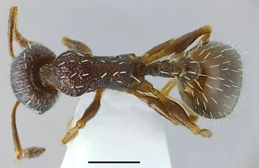 Temnothorax ikarosi specimen CASENT0845912 image casent0845912_1
