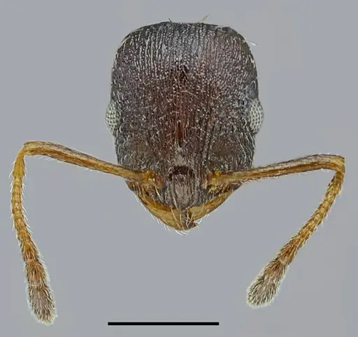 Temnothorax ikarosi specimen CASENT0845912 image casent0845912_2