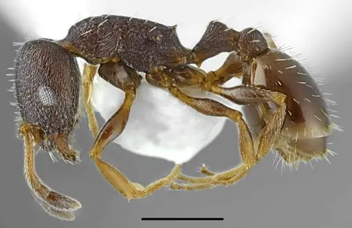 Temnothorax ikarosi specimen CASENT0845912 image casent0845912_3