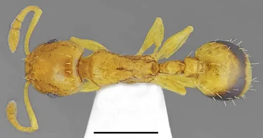 Temnothorax incompletus specimen CASENT0845913 image casent0845913_1