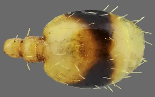 Temnothorax incompletus specimen CASENT0845913 image casent0845913_2
