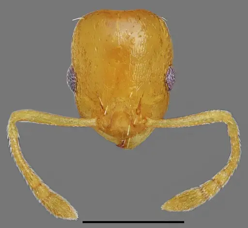 Temnothorax incompletus specimen CASENT0845913 image casent0845913_3