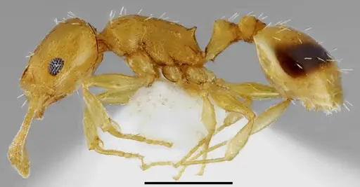 Temnothorax incompletus specimen CASENT0845913 image casent0845913_4