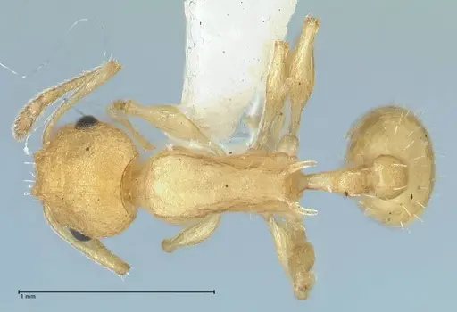 Temnothorax indra specimen FOCOL1859 image focol1859_1