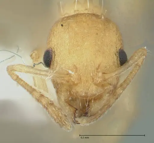 Temnothorax indra specimen FOCOL1859 image focol1859_2