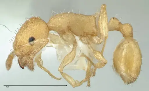 Temnothorax indra specimen FOCOL1859 image focol1859_3