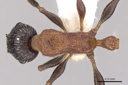 Temnothorax inermis specimen CASENT0906162 image casent0906162_1