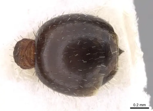 Temnothorax inermis specimen CASENT0906162 image casent0906162_2