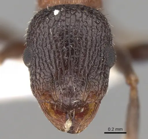 Temnothorax inermis specimen CASENT0906162 image casent0906162_3