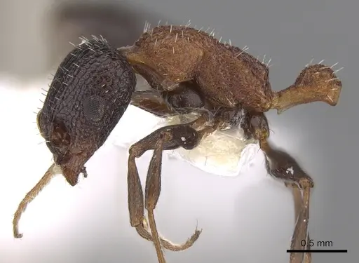 Temnothorax inermis specimen CASENT0906162 image casent0906162_4