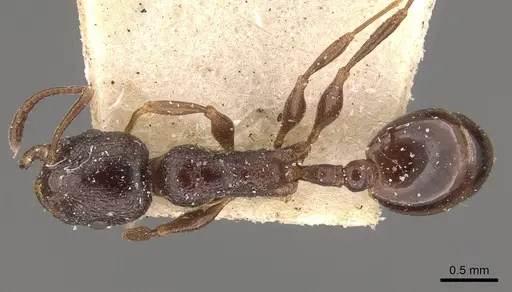 Temnothorax inermis specimen CASENT0909053 image casent0909053_1