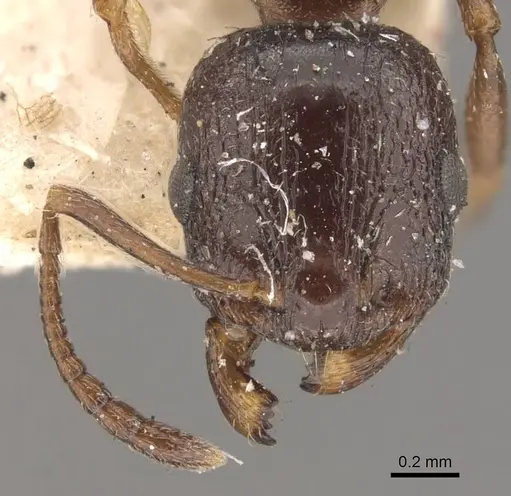 Temnothorax inermis specimen CASENT0909053 image casent0909053_2