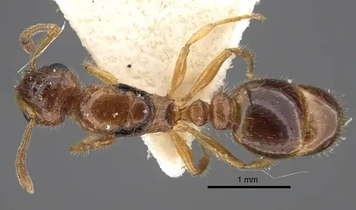 Temnothorax inquilinus specimen CASENT0917368 image casent0917368_1