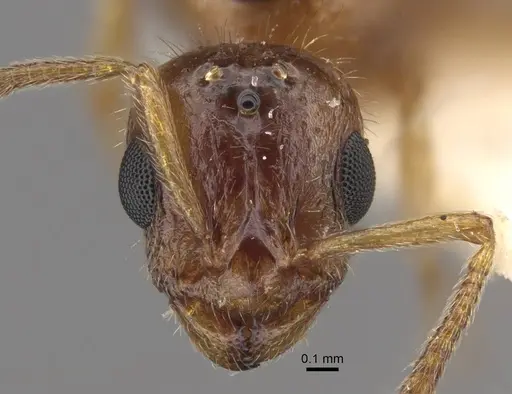 Temnothorax inquilinus specimen CASENT0917368 image casent0917368_2