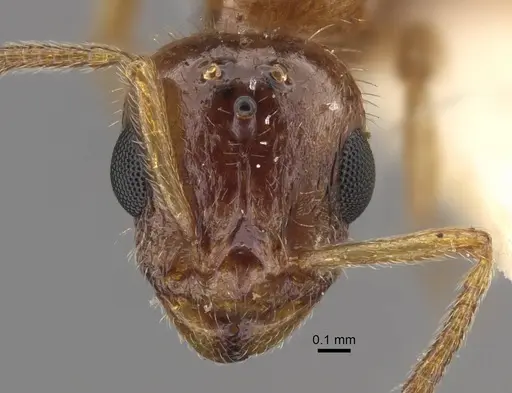 Temnothorax inquilinus specimen CASENT0917368 image casent0917368_3