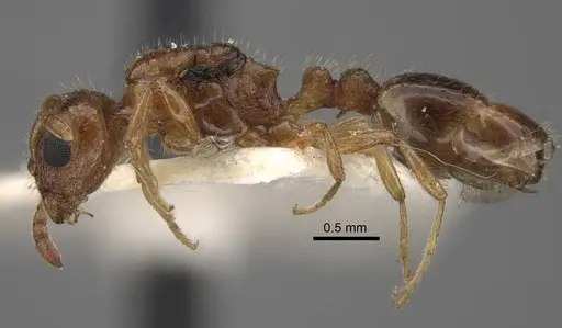 Temnothorax inquilinus specimen CASENT0917368 image casent0917368_4
