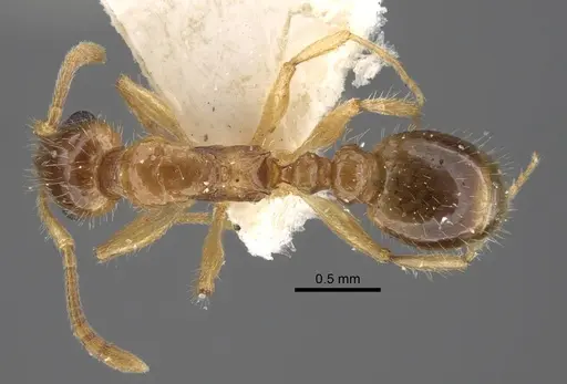 Temnothorax inquilinus specimen CASENT0917369 image casent0917369_1
