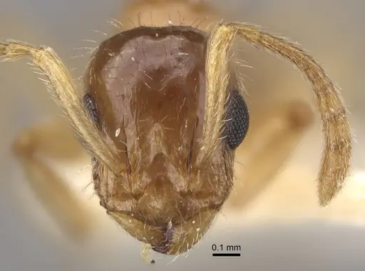 Temnothorax inquilinus specimen CASENT0917369 image casent0917369_2