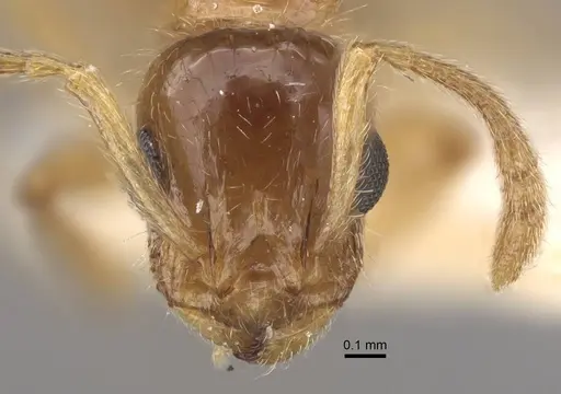Temnothorax inquilinus specimen CASENT0917369 image casent0917369_3