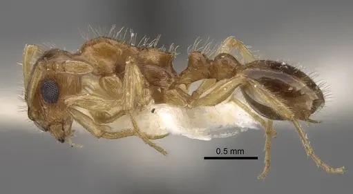 Temnothorax inquilinus specimen CASENT0917369 image casent0917369_4