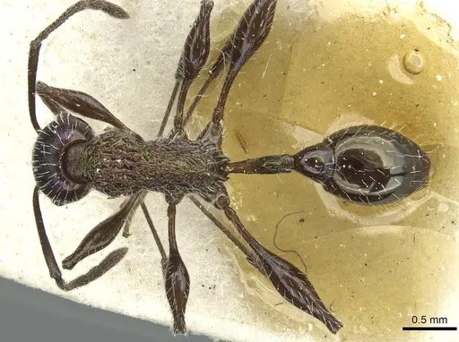 Temnothorax iris specimen CASENT0912949 image casent0912949_1