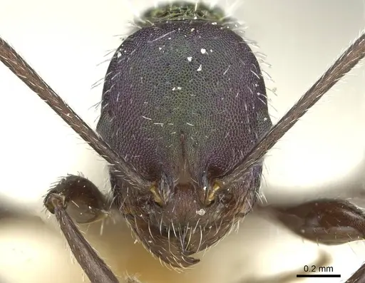 Temnothorax iris specimen CASENT0912949 image casent0912949_2