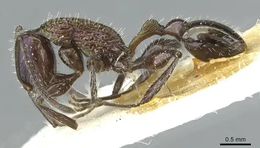 Temnothorax iris specimen CASENT0912949 image casent0912949_3