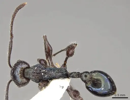 Temnothorax iris specimen CASENT0914183 image casent0914183_1