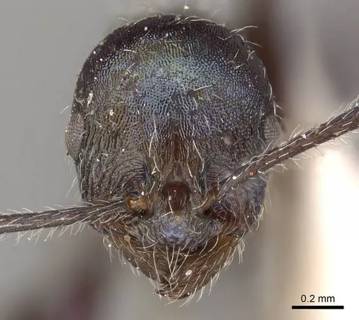 Temnothorax iris specimen CASENT0914183 image casent0914183_2