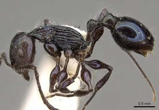 Temnothorax iris specimen CASENT0914183 image casent0914183_3