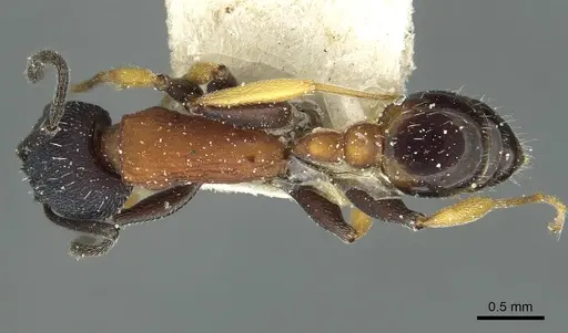 Temnothorax isabellae specimen CASENT0912950 image casent0912950_1